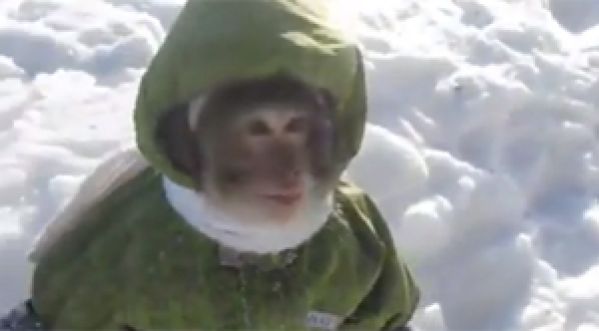 LE PLUS MIGNON DES ANIMAUX DE COMPAGNIE !