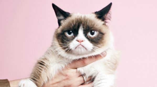 GRUMPY CAT, AMBASSADEUR DE LA MARQUE FRISKIES