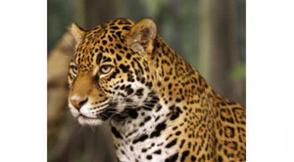 Un Crocodile sauvagement attaqué par un Jaguar