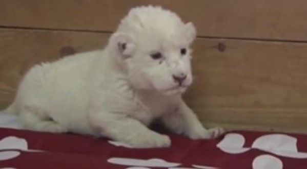 Les tout premiers cris d’un lionceau