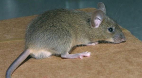 Une souris déterminée !