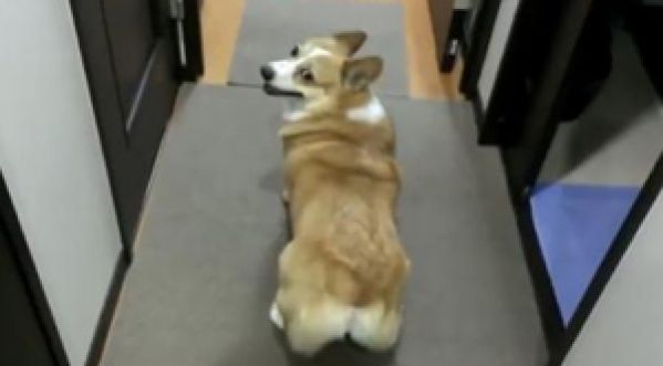 Corgi le chien qui twerk mieux que Miley Cyrus !