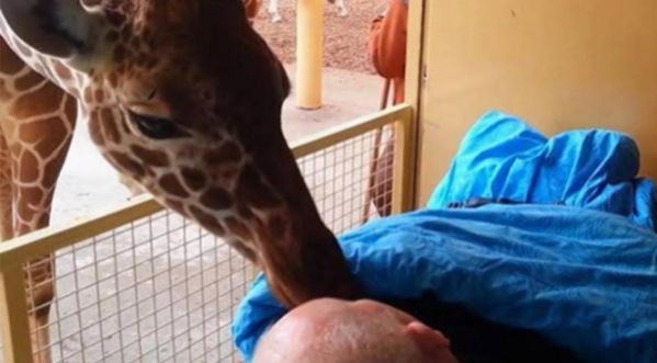 Un gardien de zoo mourant, dit adieu à ses girafes