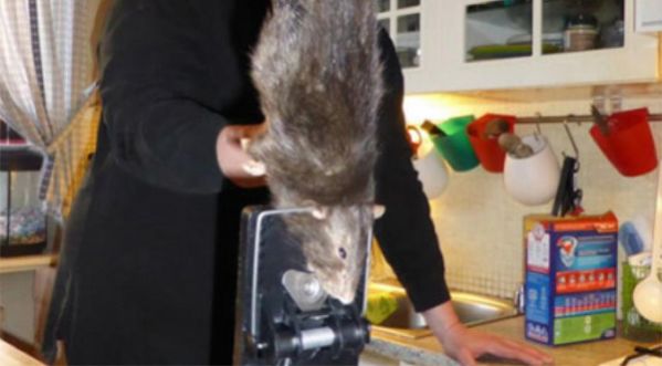 Ce père de famille trouve un rat géant chez lui !