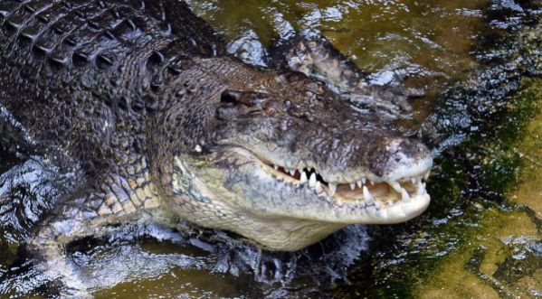 Australie : Un homme se fait dévorer par un crocodile sous les yeux de sa famille