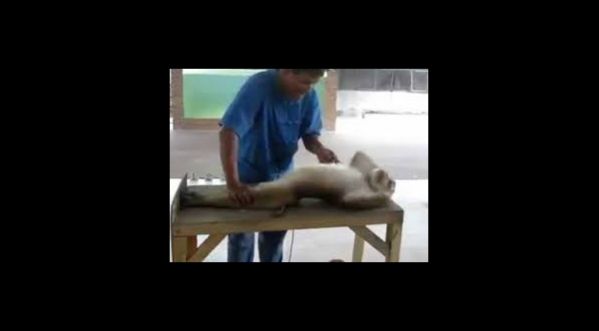 INEDIT : Un singe fait des pompes et des abdos