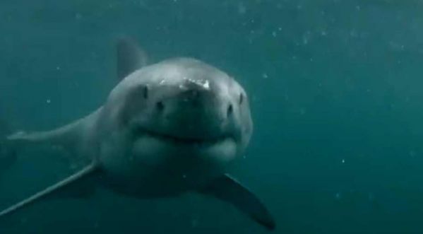 VIDEO : Un jeune homme plonge et se retrouve nez à nez avec un requin !