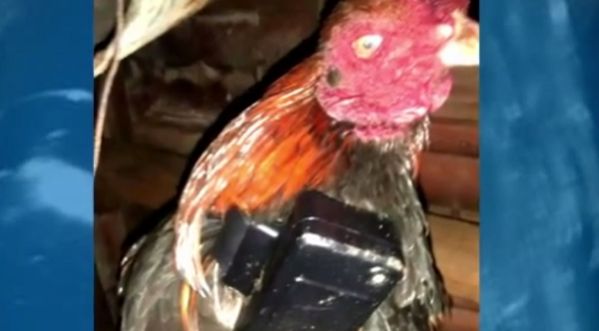 Il affuble un coq de son bracelet électronique et part vendre de la cocaïne !