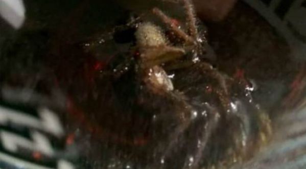 Elle découvre une arraignée de 4 centimètres dans sa bouteille de coca !!!