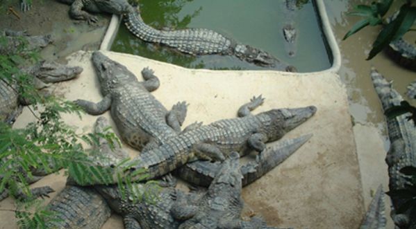 Elle se sucide en se jetant dans une fosse remplie de crocodiles !!