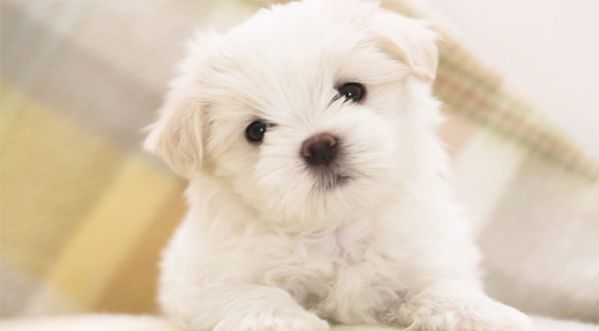 Vidéo : Ce chien vol des nuggets d’une façon incroyable !