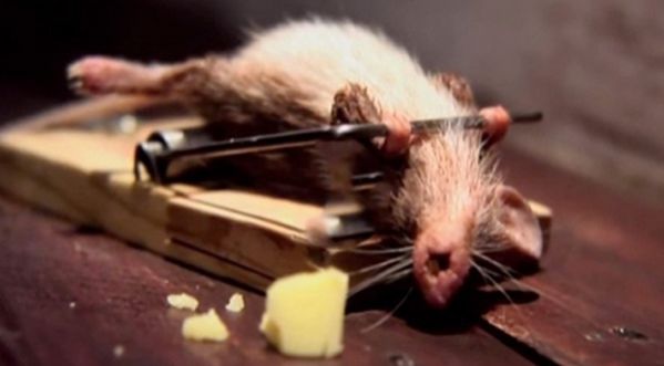 Vidéo : La souris qui fait le buzz !