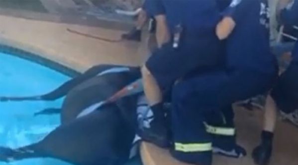 Un cheval coincé dans une piscine est sauvé par des pompiers