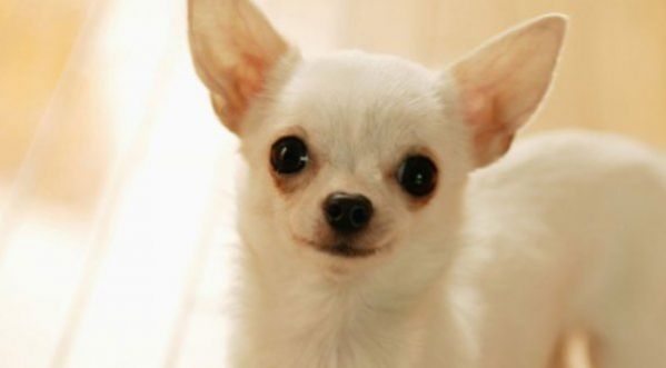 En pleine nuit, un chien sauve la vie de son maître de 80 ans!