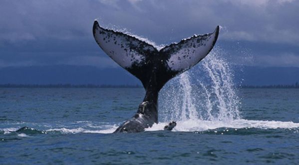 Vidéo : Ils sauvent une baleine à bosses d’une mort certaine !