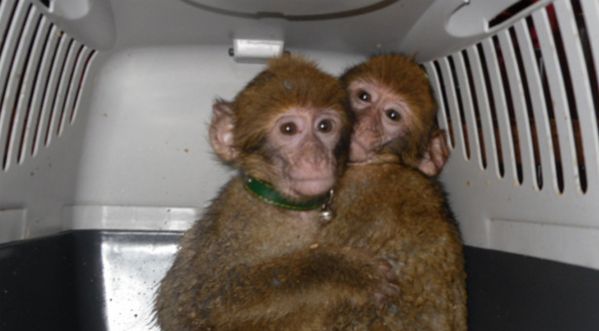 Une vidéo bouleversante : un singe sauve la vie d’un autre singe !