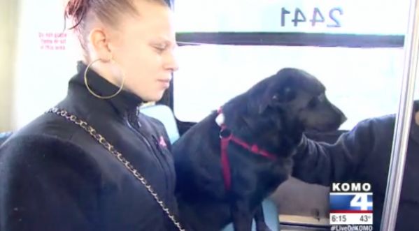 Vidéo Insolite : Un chien prend le bus tout seul pour aller au parc !