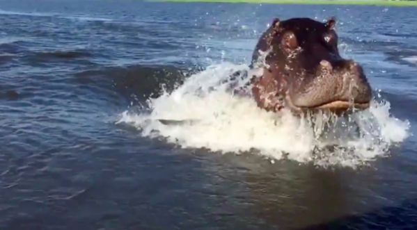 Vidéo : Un hippopotame attaque un bateau de touristes pendant une excursion !