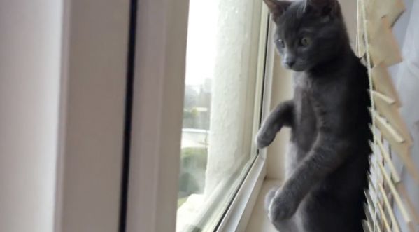 Un chaton découvre la neige pour la première fois : Vidéo trop mignonne!!