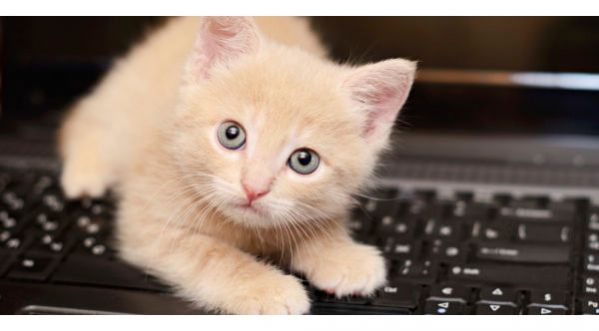 Uber vous livre des chatons pour des câlins au bureau !