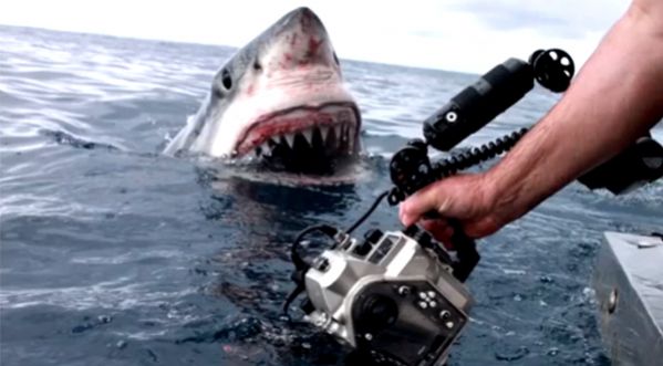 Il capture des images stupéfiantes du grand blanc !