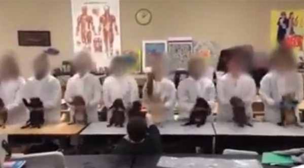 Choc : Des étudiants dansent avec des chats morts !