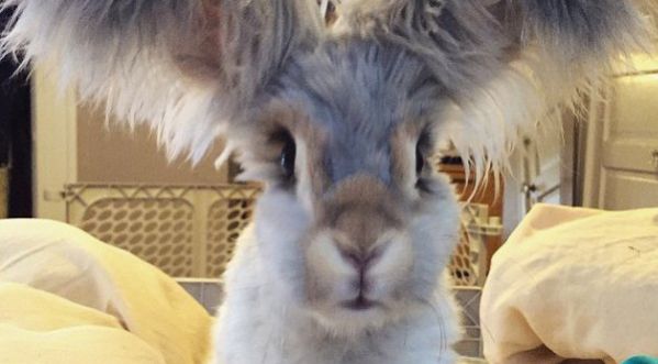 Wally : Un lapin possédant les plus grandes oreilles poilues de son espèce !