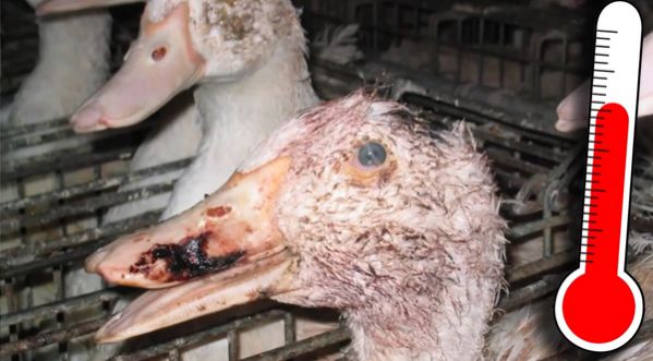 Le foie gras par Gégé le fermier !