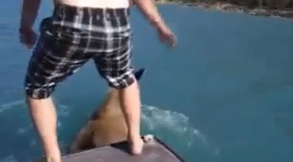 Un canadien bourré à dos d’élan !