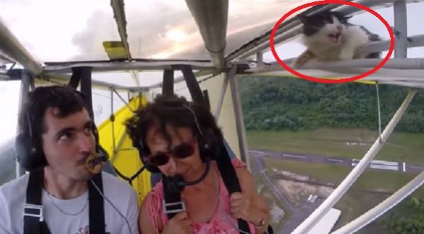 Un chat dans les nuages à bord d’un ULM
