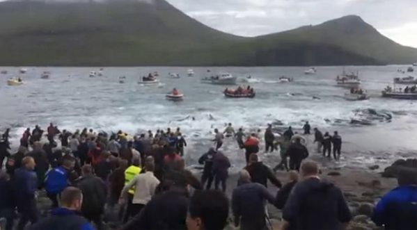 Îles Féroé : Les massacres de dauphins comme tradition ancestrale