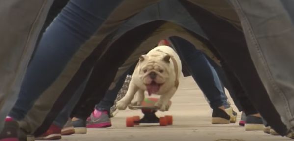 Otto, le bulldog skateur !