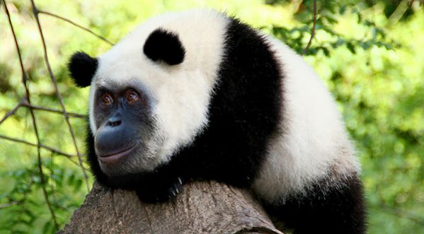 Fusions animales, et s’ils existaient ?