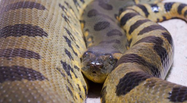 Le plus gros serpent du monde !