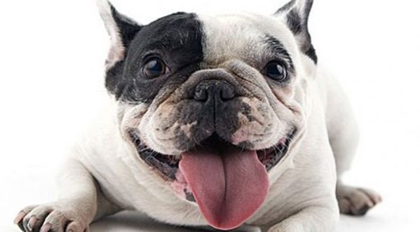 « Diamonds » en mode canin !