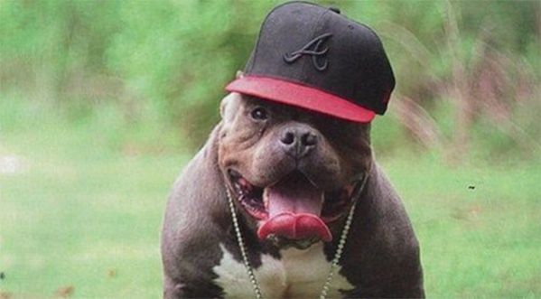 Le bouledogue danseur de la semaine !