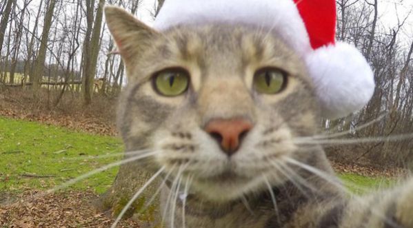 Cat’s selfie !