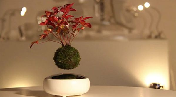 Découvrez le bonsaï volant, l’objet zen de vos rêves !