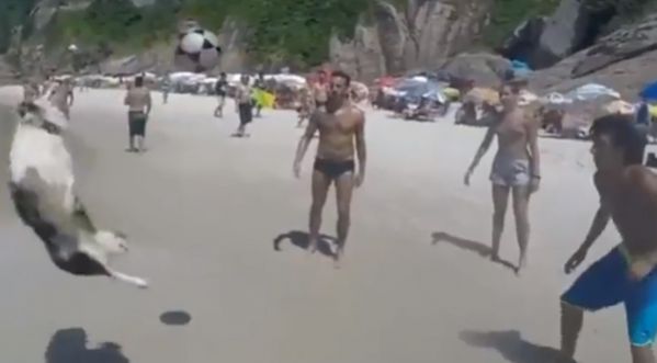 Un chien fait une brésilenne sur une plage de Rio