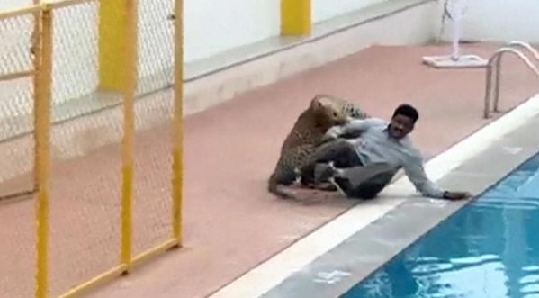 Attaque d’un léopard dans une école en Inde !