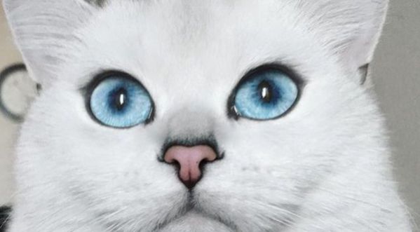 Coby, le chat qui fait le buzz sur Instagram !