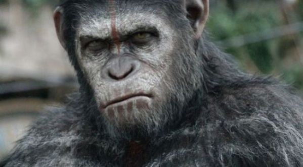 Un singe armé d’un couteau menace les clients d’un bar.