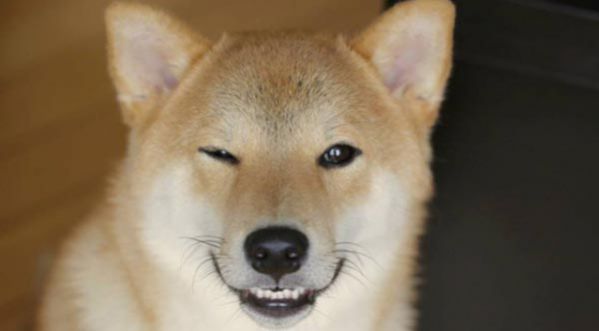 Buzz Cute : Happy dogs !