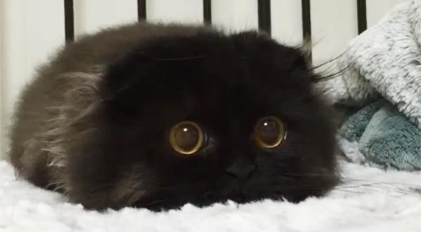 Gimo, le nouveau chat star du web !