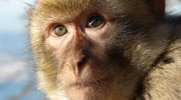 Un singe s’amuse à provoquer un chiot !