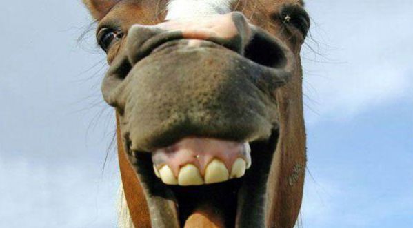 Morestead, le cheval le plus hype du monde !