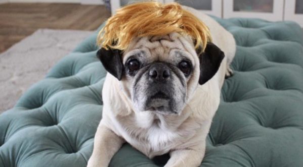 Rocco, le chien barman d’Instagram !