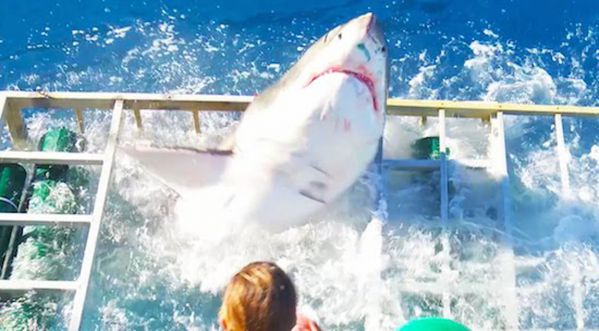 Choc: Un requin entre dans la cage d’un plongeur