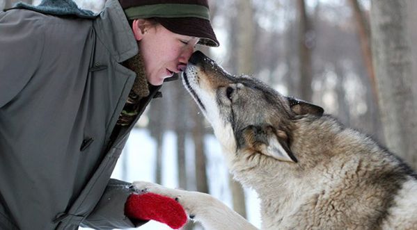 Au Polar park en Norvège, vous pouvez aller jouer avec des loups!