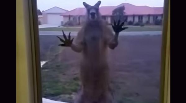 Pendant ce temps en Australie…Un kangourou menace une famille à travers la fenêtre de leur maison !